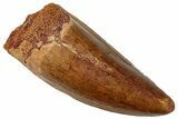 Serrated Carcharodontosaurus Tooth - Robust Dinosaur Tooth #329935-1